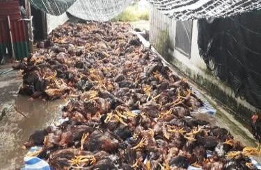 Hải Dương: Sét đánh hỏng hệ thống quạt, làm chết hơn 6.000 con gà